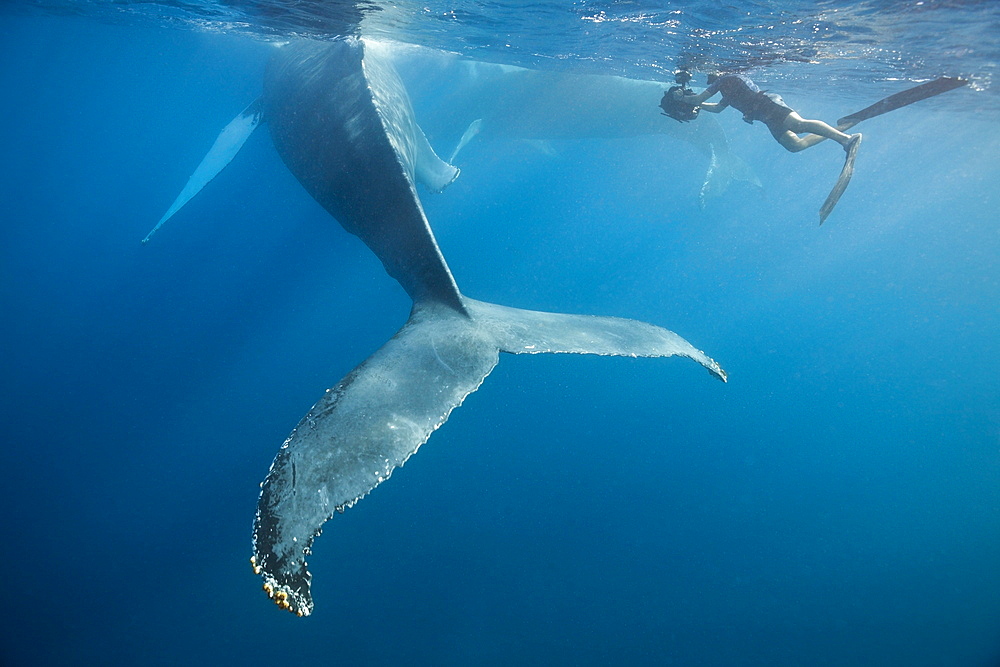 Snorkeler and humpback whale (Megaptera novaeangliae), Silver Bank, Atlantic Ocean, Dominican Republic, West Indies, Central America