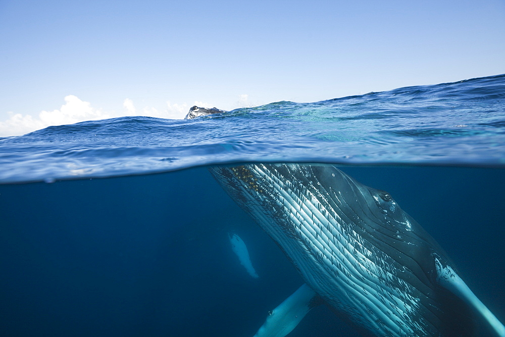 Humpback whale (Megaptera novaeangliae), Silver Bank, Atlantic Ocean, Dominican Republic, West Indies, Central America