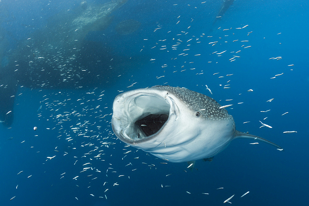 Whale shark (Rhincodon typus), Cenderawasih Bay, West Papua, Indonesia, Southeast Asia, Asia