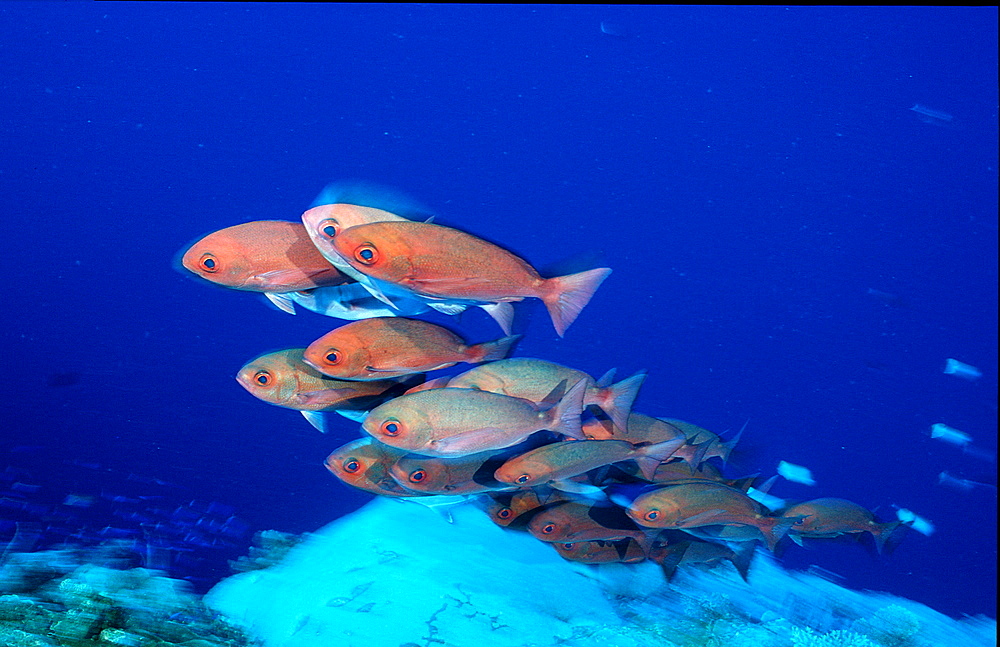 Crescent-tail bigeye, Priacanthus hamrur, Papua New Guinea, Pacific ocean