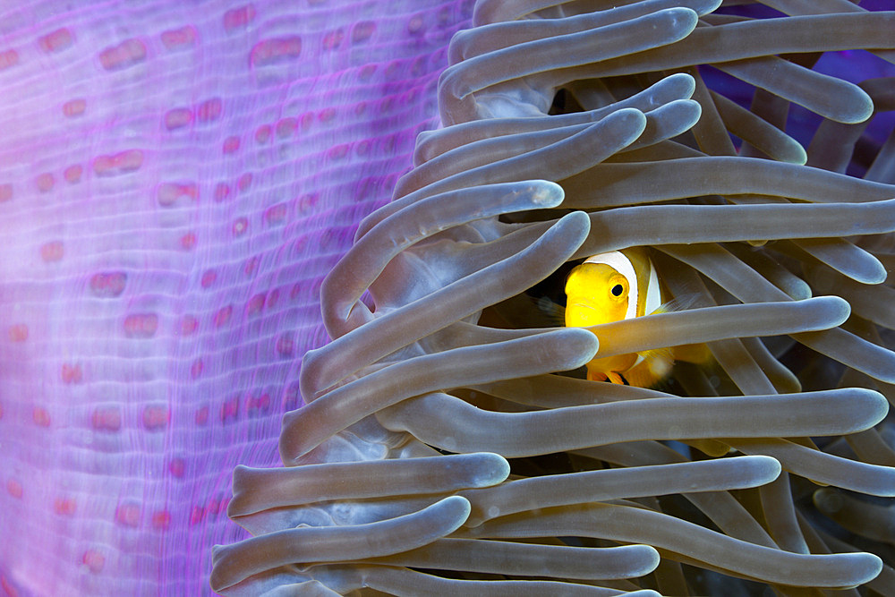 Juvenile Clarks anemonefish (Amphiprion clarkii) hiding in anemone, Cenderawasih Bay, West Papua, Indonesia, Southeast Asia, Asia