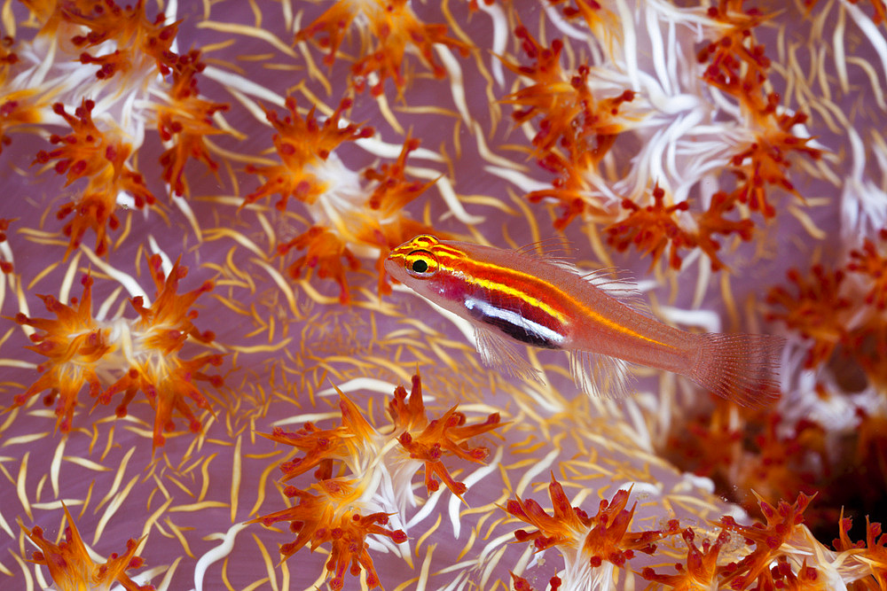 Pellucida pygmy goby (Eciota pellucida) in soft coral, Cenderawasih Bay, West Papua, Indonesia, Southeast Asia, Asia