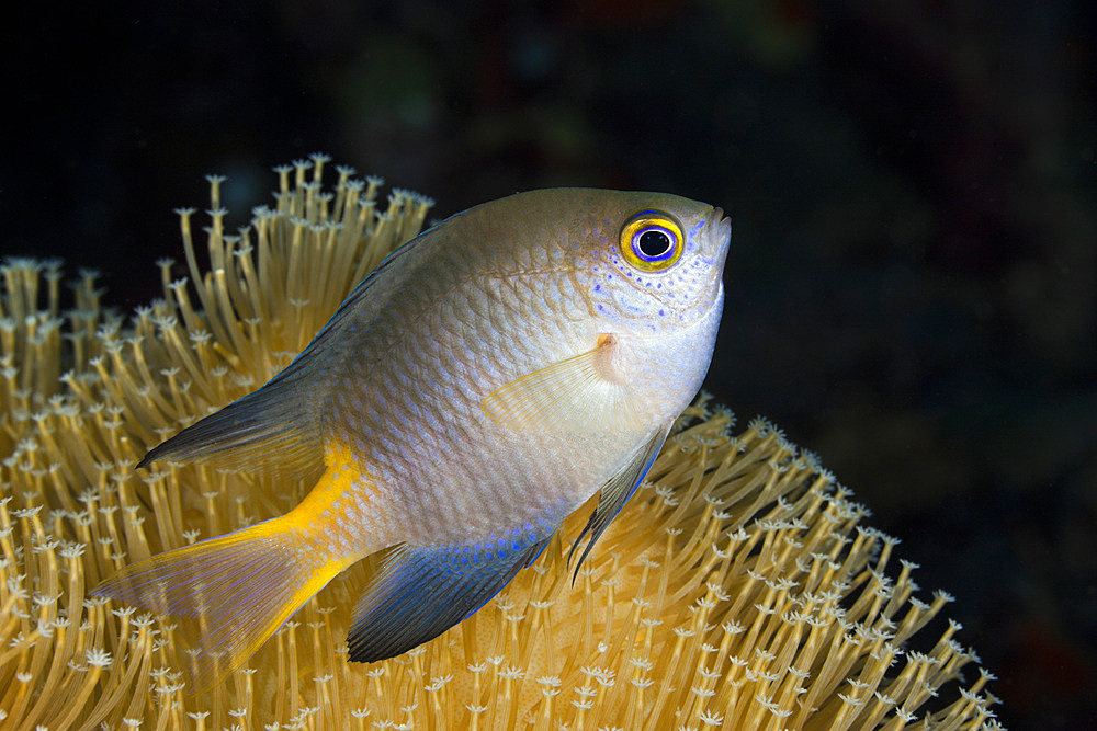 Golden damsel (Amblyglyphidodon aureus), Cenderawasih Bay, West Papua, Indonesia, Southeast Asia, Asia