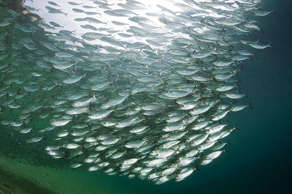 Shoal of yellowstripe scad (Selaroides leptolepis) in Lagoon of Ahe Island, Cenderawasih Bay, West Papua, Indonesia, Southeast Asia, Asia