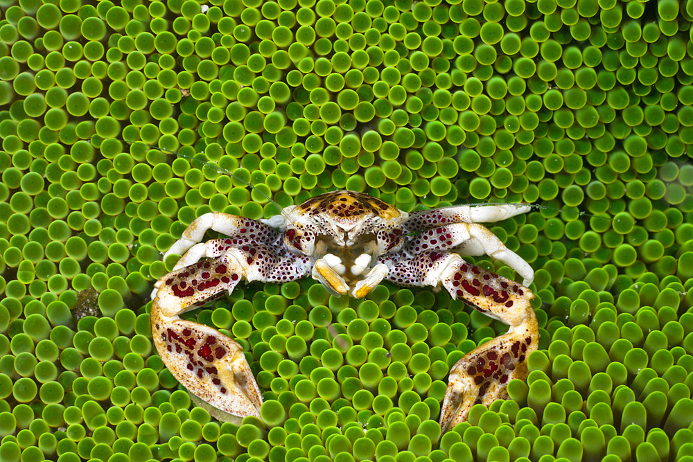 Porcelain crab (Neopetrolisthes oshimai), in sea anemone, Cenderawasih Bay, West Papua, Indonesia, Southeast Asia, Asia