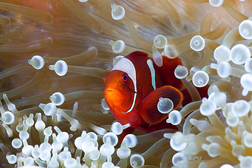 Spinecheek clownfish (Premnas aculeatus) in white bubble tip Sea Anemone (Entacmaea quadricolor), Cenderawasih Bay, West Papua, Indonesia, Southeast Asia, Asia