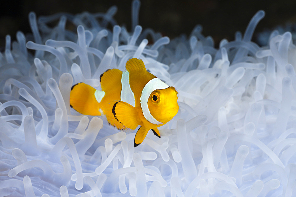 Juvenile clown anemonefish (Amphiprion ocellaris) in bleached sea anemone (Heteractis magnifica), Cenderawasih Bay, West Papua, Indonesia, Southeast Asia, Asia