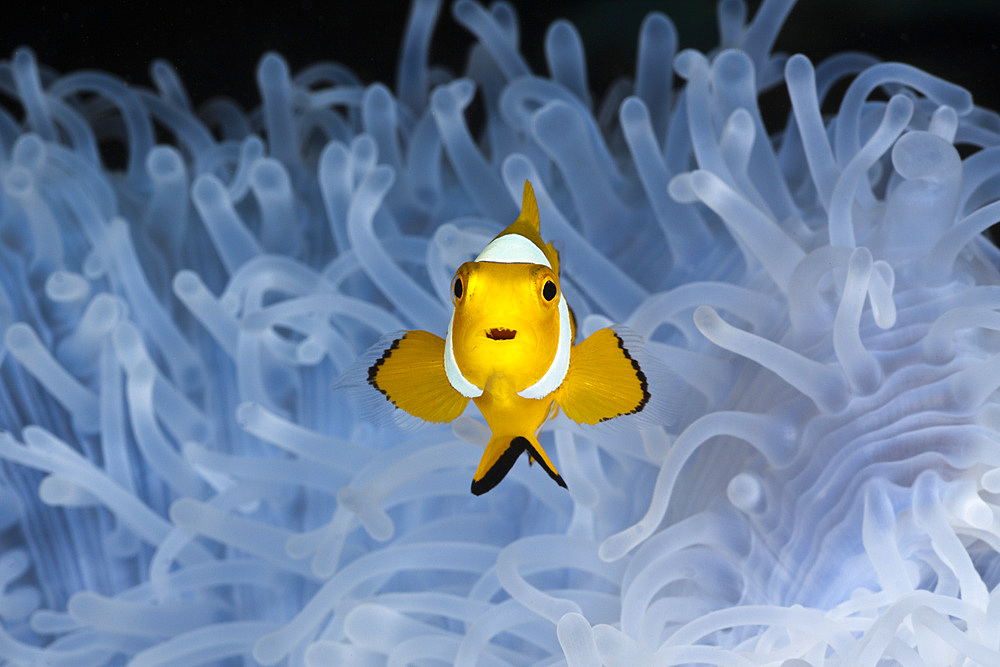 Juvenile clown anemonefish (Amphiprion ocellaris) in bleached sea anemone (Heteractis magnifica), Cenderawasih Bay, West Papua, Indonesia, Southeast Asia, Asia