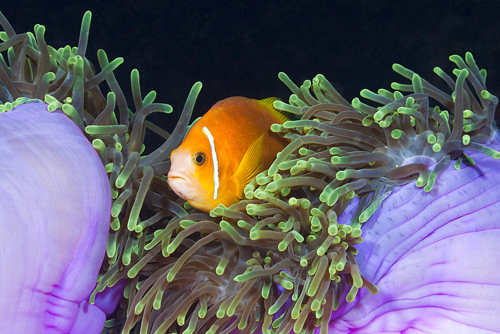 Endemic Maldives anemonefish (Amphiprion nigripes) in magnificent anemone (Heteractis magnifica), Baa Atoll, Maldives, Indian Ocean, Asia