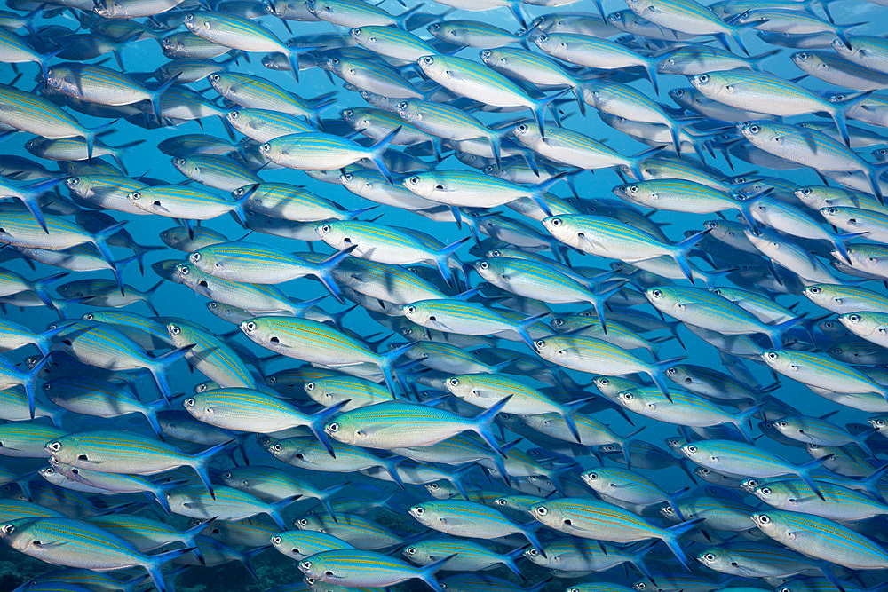 Shoal of goldbanded fusilier (Caesio caerulaurea), Baa Atoll, Maldives, Indian Ocean, Asia