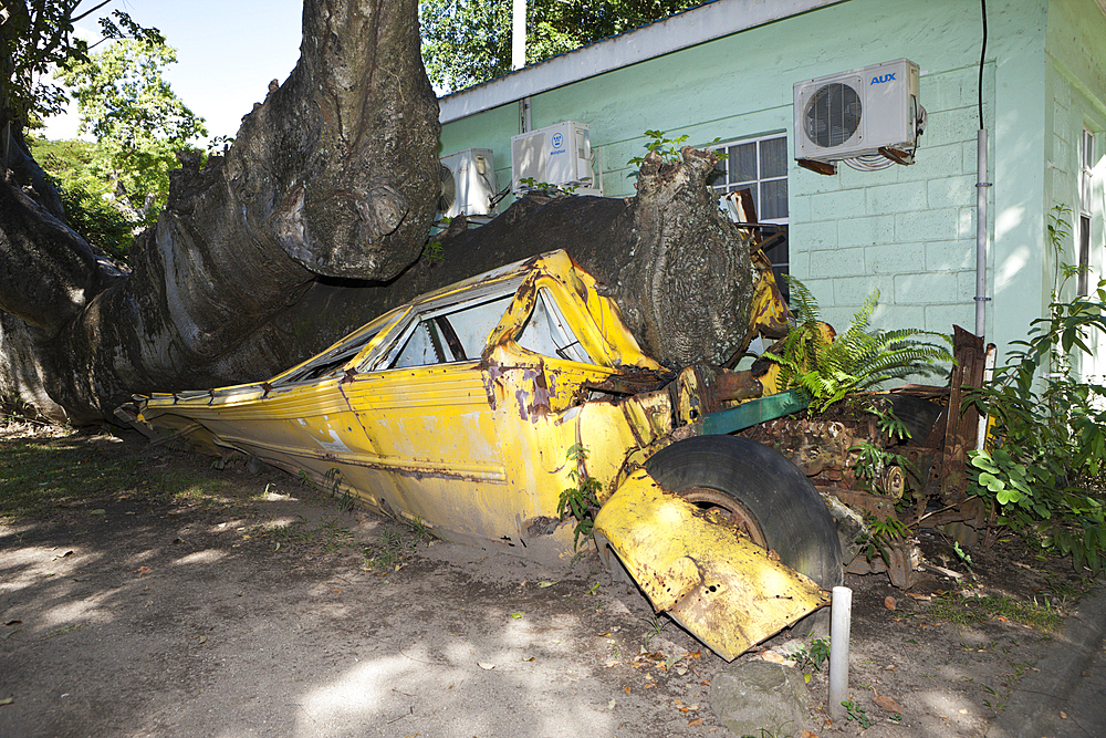 Tree uprooted by Hurricane, Caribbean Sea, Dominica