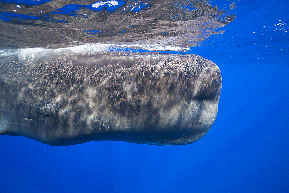 Head of Sperm Whale, Physeter macrocephalus, Caribbean Sea, Dominica