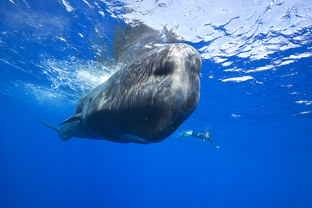 Sperm Whale, Physeter macrocephalus, Caribbean Sea, Dominica