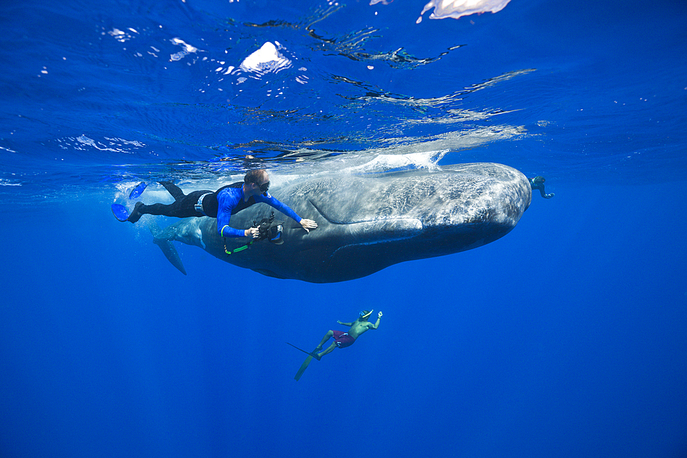 Skin diver strokes Sperm Whale, Physeter macrocephalus, Caribbean Sea, Dominica