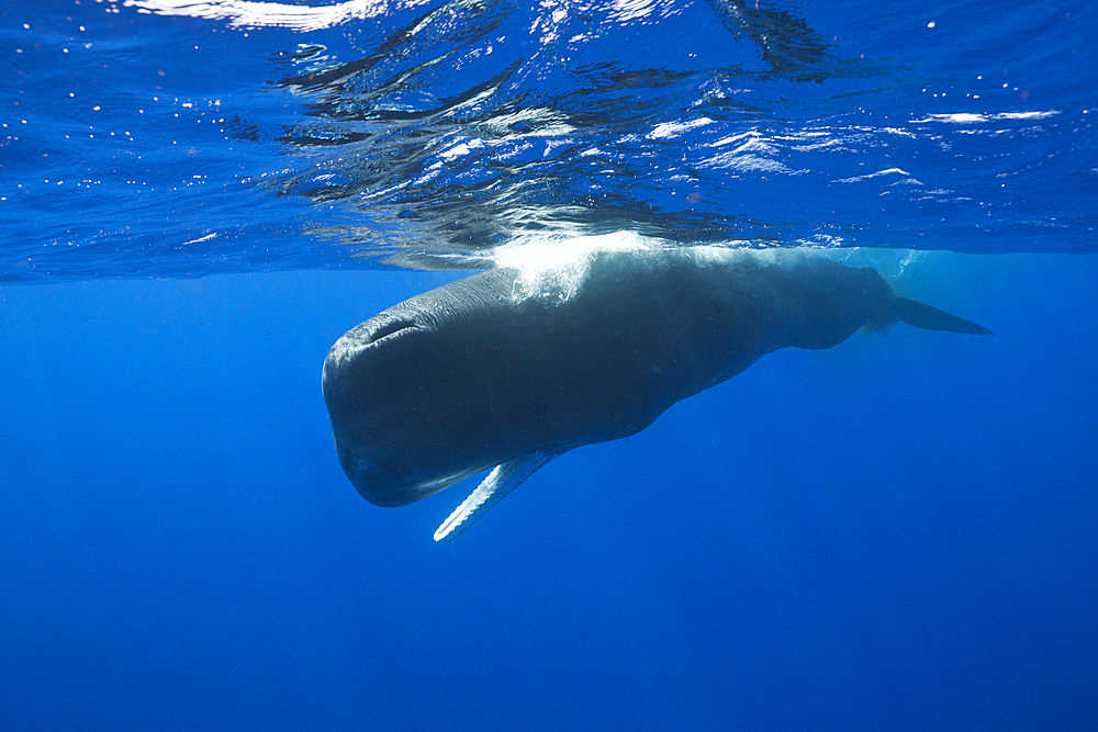 Sperm Whale, Physeter macrocephalus, Caribbean Sea, Dominica