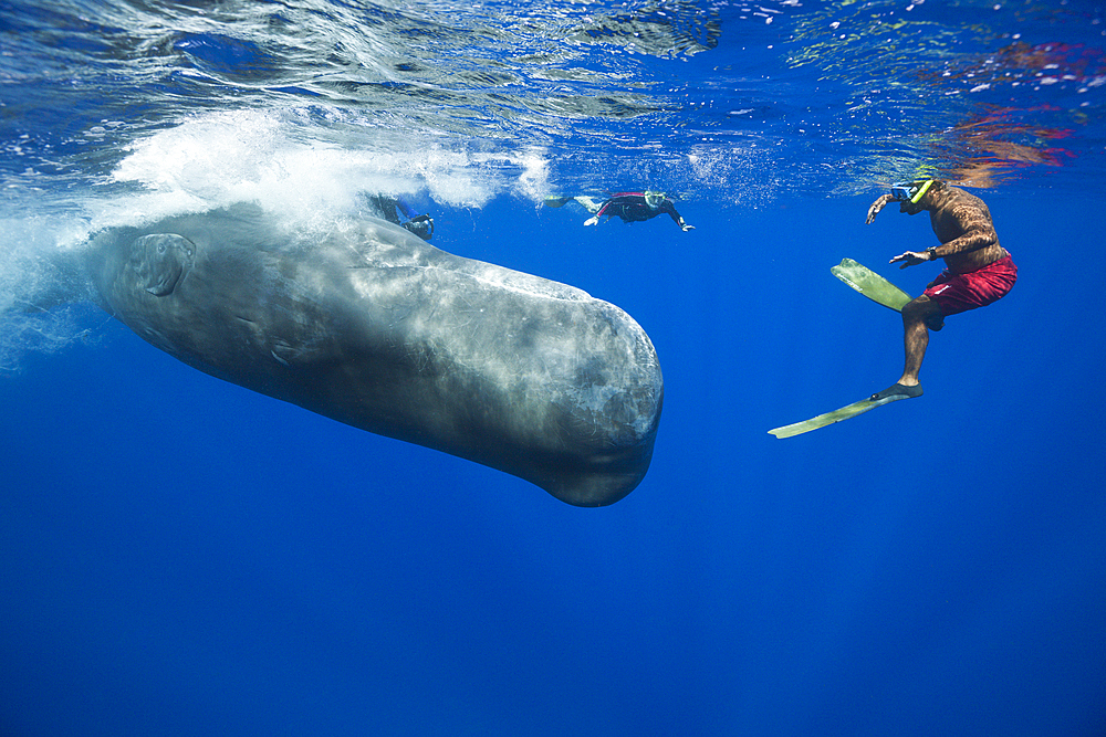 Sperm Whale and Skin diver, Physeter macrocephalus, Caribbean Sea, Dominica