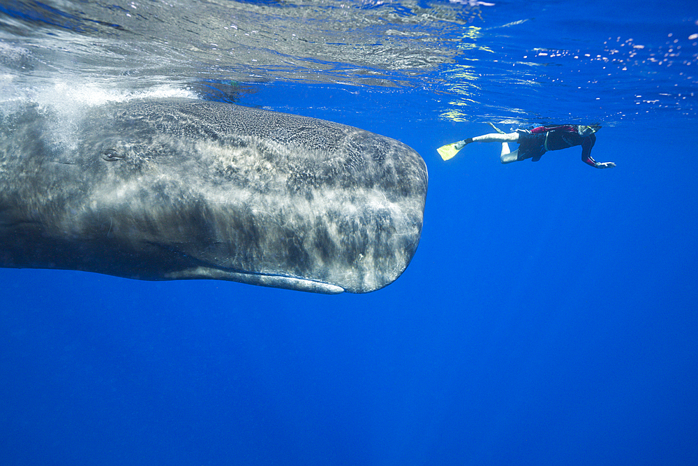 Sperm Whale and Skin diver, Physeter macrocephalus, Caribbean Sea, Dominica