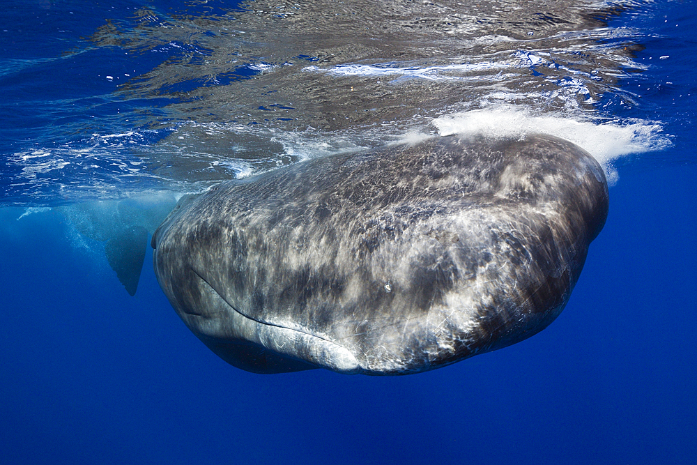 Sperm Whale, Physeter macrocephalus, Caribbean Sea, Dominica