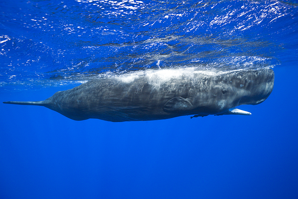 Sperm Whale, Physeter macrocephalus, Caribbean Sea, Dominica