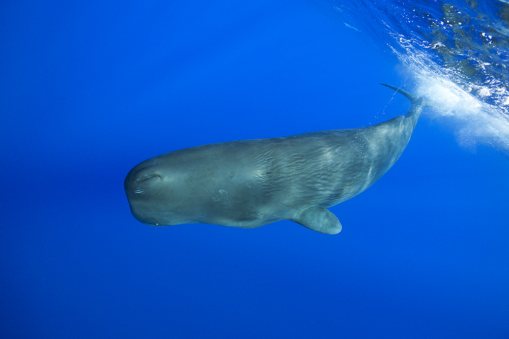 Sperm Whale, Physeter macrocephalus, Caribbean Sea, Dominica