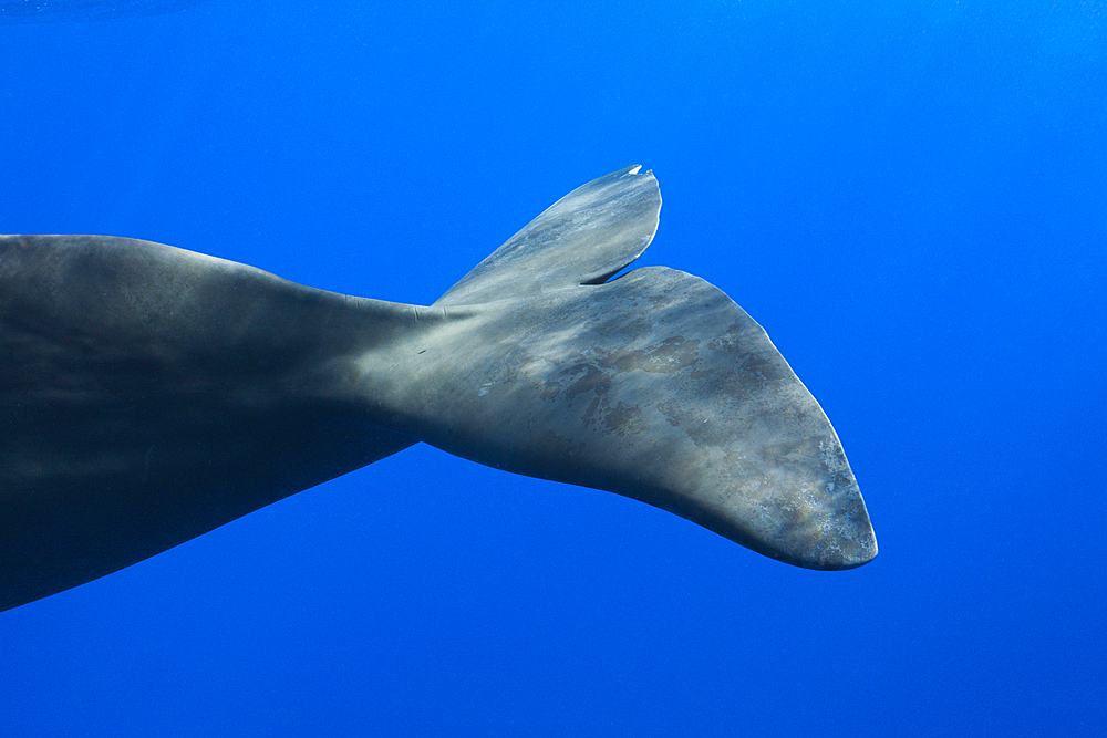 Sperm Whale Tail, Physeter macrocephalus, Caribbean Sea, Dominica