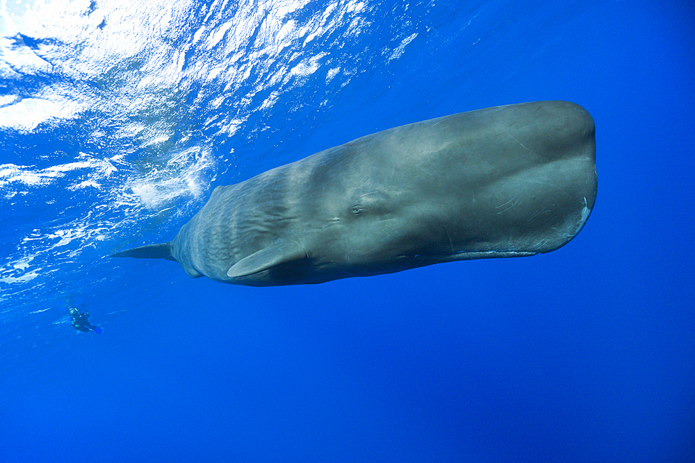 Sperm Whale, Physeter macrocephalus, Caribbean Sea, Dominica