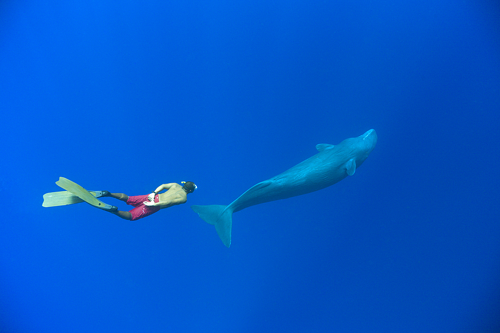 Sperm Whale and Skin diver, Physeter macrocephalus, Caribbean Sea, Dominica