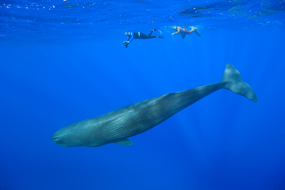 Sperm Whale and Skin diver, Physeter macrocephalus, Caribbean Sea, Dominica