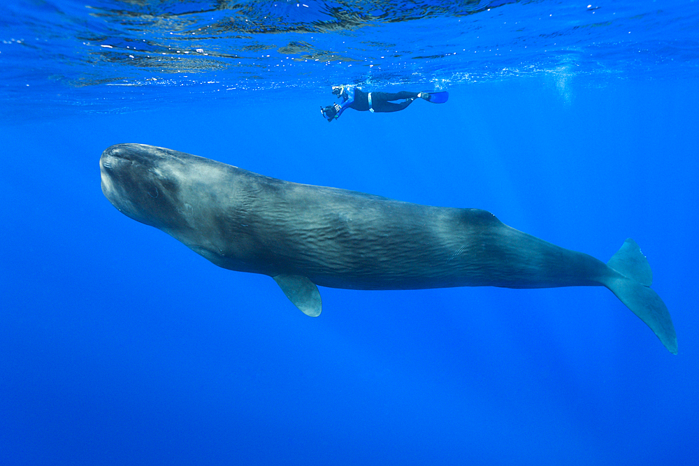 Sperm Whale and Skin diver, Physeter macrocephalus, Caribbean Sea, Dominica