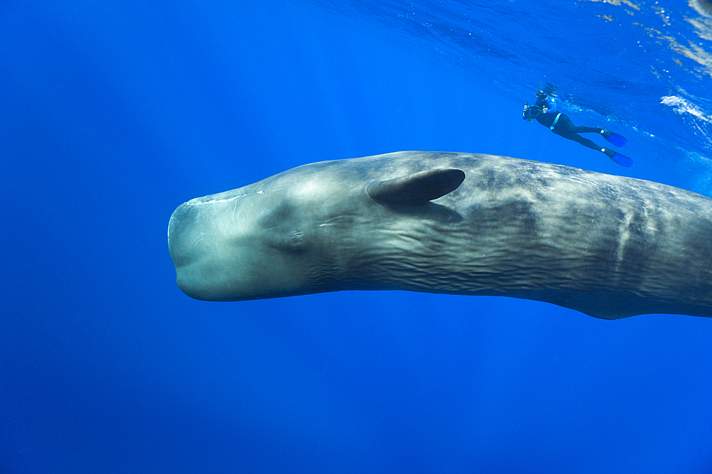 Sperm Whale and Skin diver, Physeter macrocephalus, Caribbean Sea, Dominica