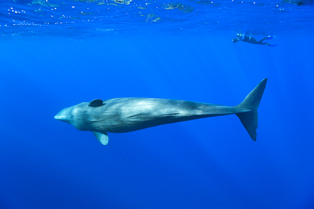 Sperm Whale and Skin diver, Physeter macrocephalus, Caribbean Sea, Dominica