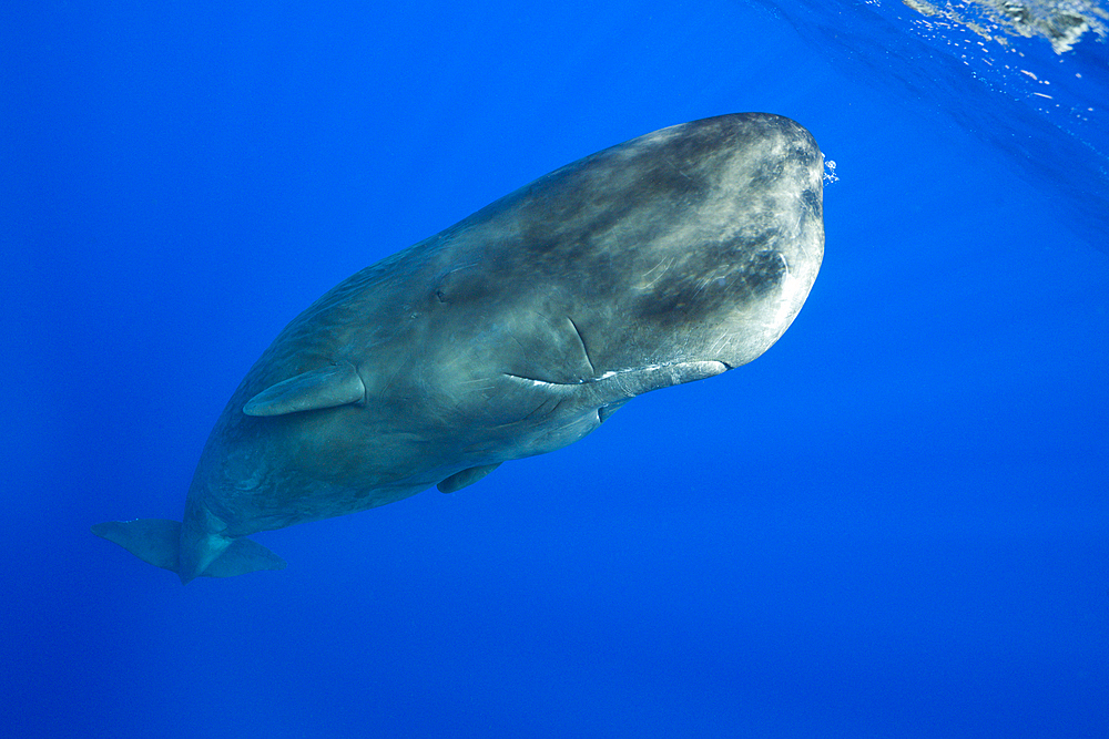 Sperm Whale, Physeter macrocephalus, Caribbean Sea, Dominica