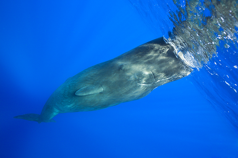 Sperm Whale, Physeter macrocephalus, Caribbean Sea, Dominica