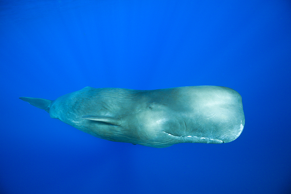 Sperm Whale, Physeter macrocephalus, Caribbean Sea, Dominica