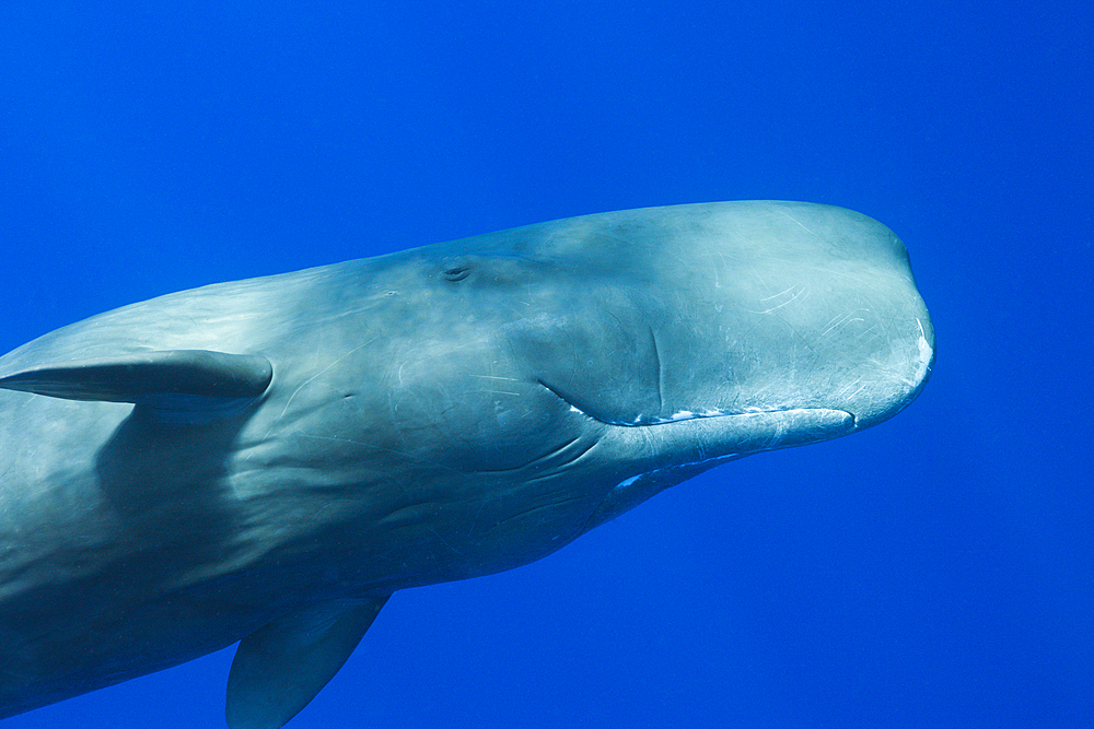 Sperm Whale, Physeter macrocephalus, Caribbean Sea, Dominica