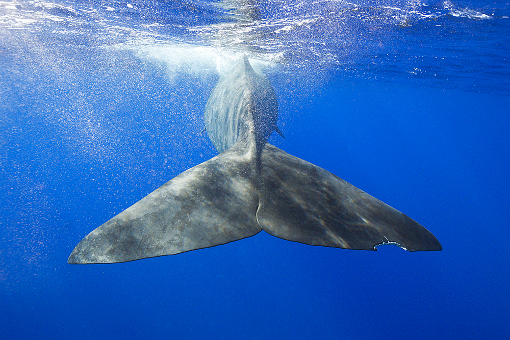 Sperm Whale Tail, Physeter macrocephalus, Caribbean Sea, Dominica