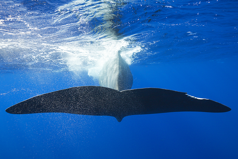 Sperm Whale Tail, Physeter macrocephalus, Caribbean Sea, Dominica