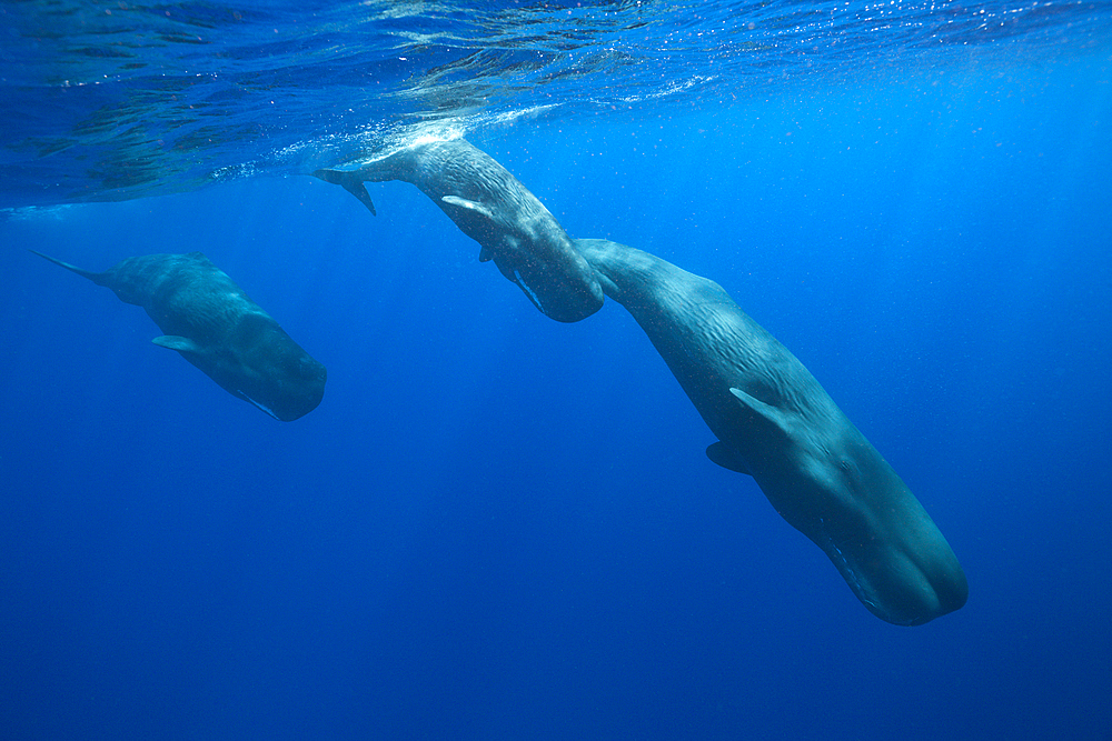 Social bahavior of Sperm Whale, Physeter macrocephalus, Caribbean Sea, Dominica