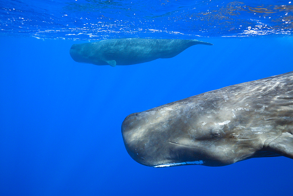 Sperm Whale, Physeter macrocephalus, Caribbean Sea, Dominica