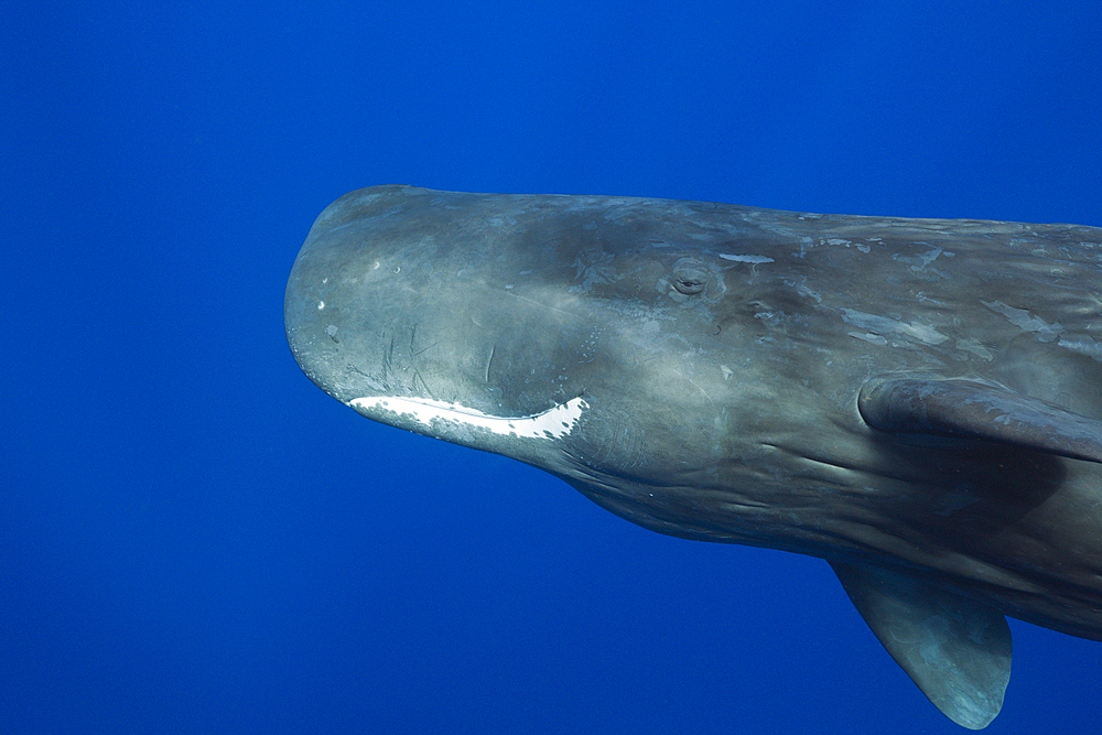 Sperm Whale, Physeter macrocephalus, Caribbean Sea, Dominica