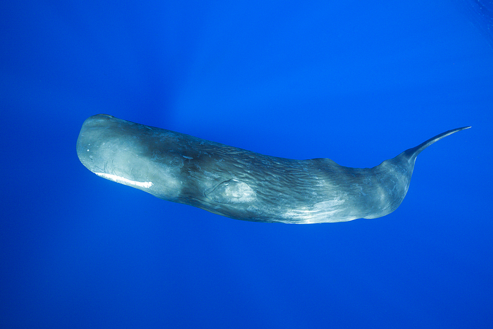 Sperm Whale, Physeter macrocephalus, Caribbean Sea, Dominica