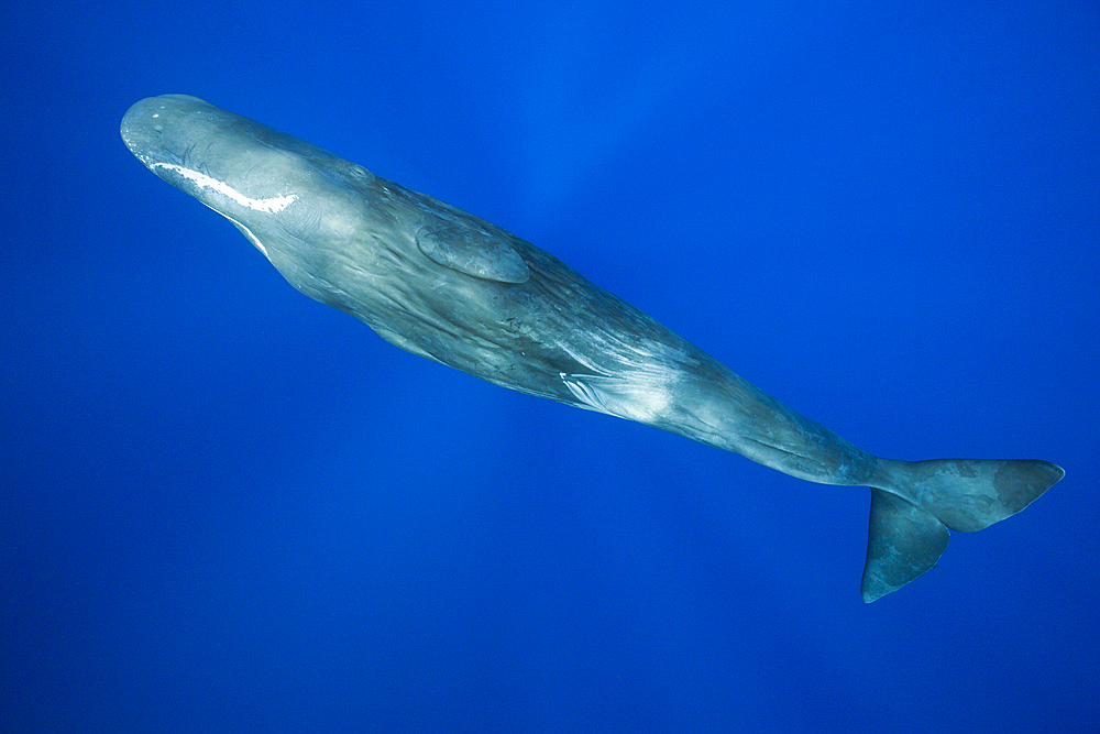 Sperm Whale, Physeter macrocephalus, Caribbean Sea, Dominica