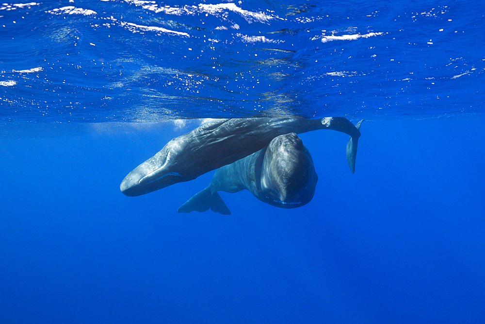 Social bahavior of Sperm Whale, Physeter macrocephalus, Caribbean Sea, Dominica