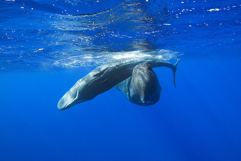 Social bahavior of Sperm Whale, Physeter macrocephalus, Caribbean Sea, Dominica