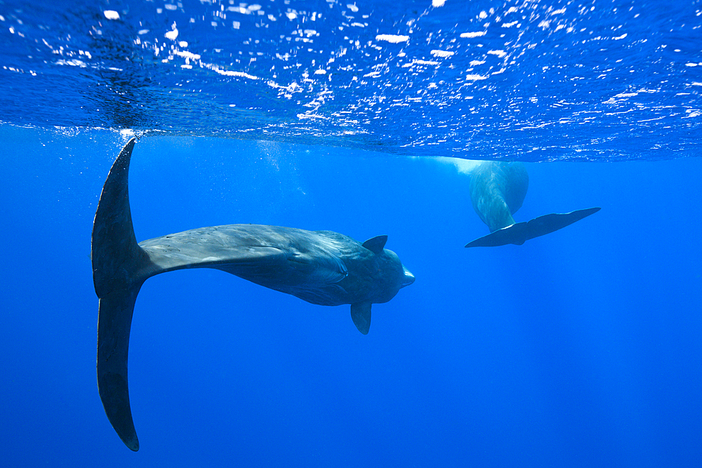 Sperm Whale, Physeter macrocephalus, Caribbean Sea, Dominica