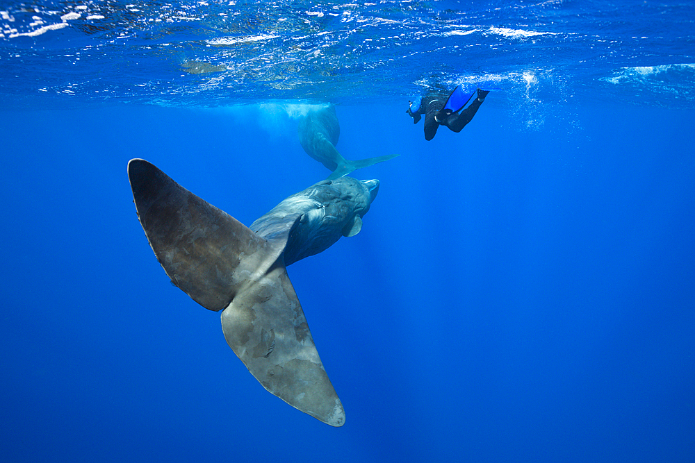 Sperm Whale and Skin diver, Physeter macrocephalus, Caribbean Sea, Dominica