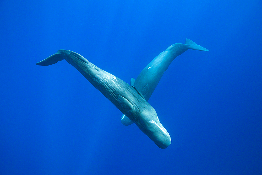 Sperm Whale, Physeter macrocephalus, Caribbean Sea, Dominica