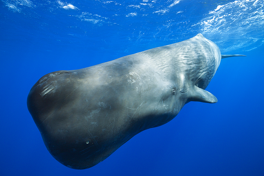 Sperm Whale, Physeter macrocephalus, Caribbean Sea, Dominica