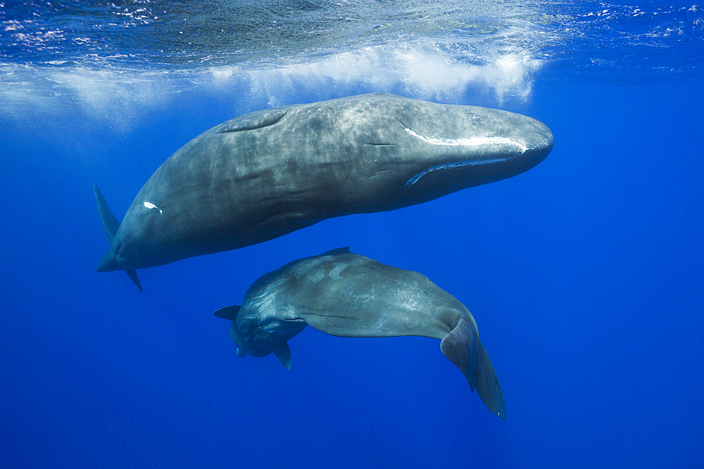 Social bahavior of Sperm Whale, Physeter macrocephalus, Caribbean Sea, Dominica