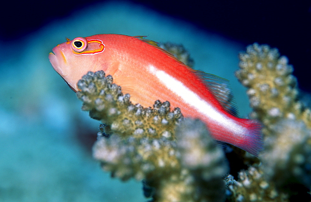 Arc-eye hawkfish, Paracirrhites arcatus, Thailand, Indian Ocean, Phuket, Similan Islands